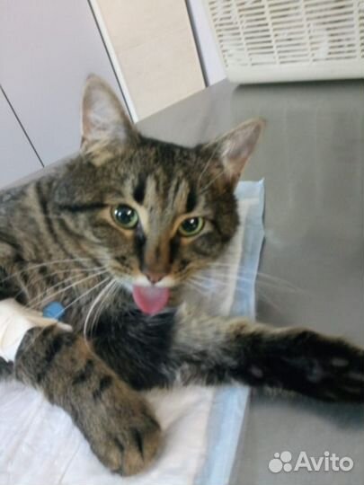 Стерилизация кошек по боковому доступу на дому