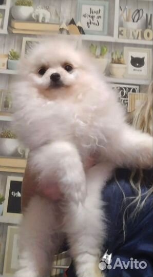 Мини Девочка помераночка