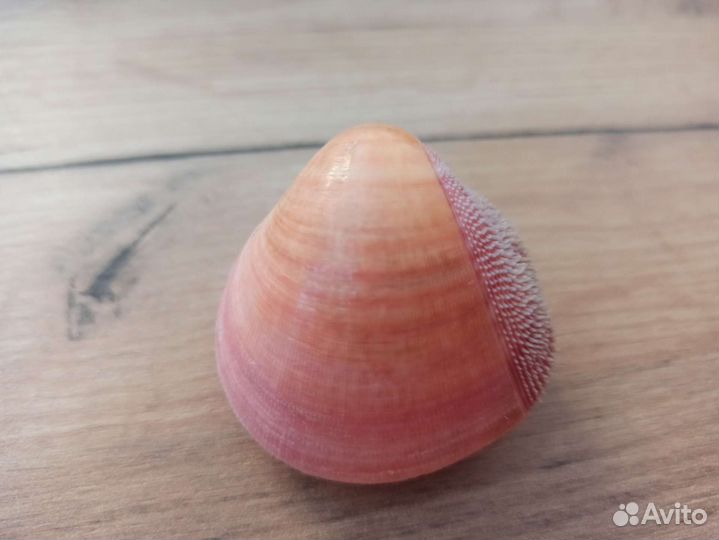 Морская раковина