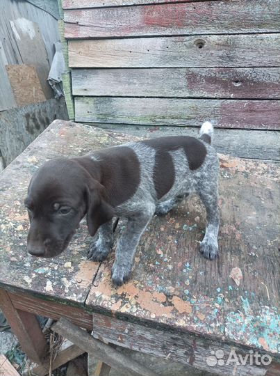 Продам щенков курцхаара