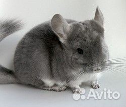 Отдадим слабых маленьких шиншилл в хорошие руки