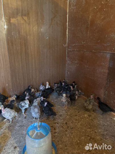 Цеплёнок от домашник породистых курей