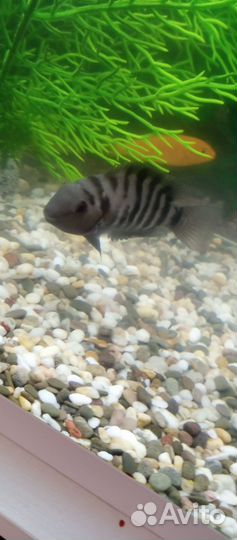 Псевдотрофеус