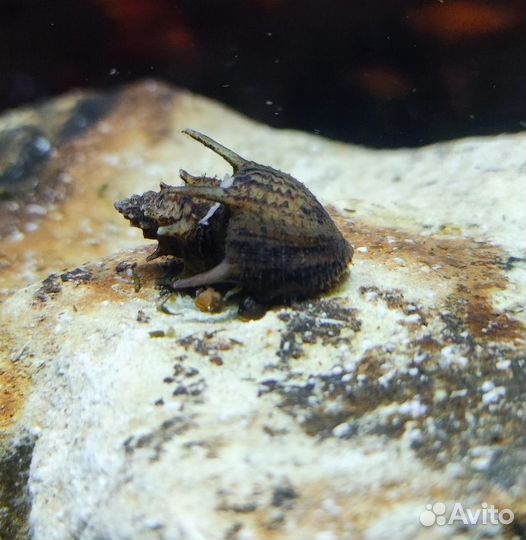 Улитка неретина пагода, рыбки и растения магазин