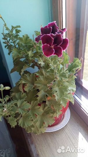 Пеларгония герань