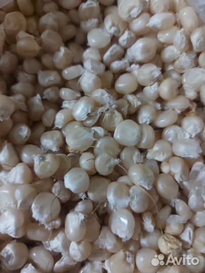 Белая кукуруза