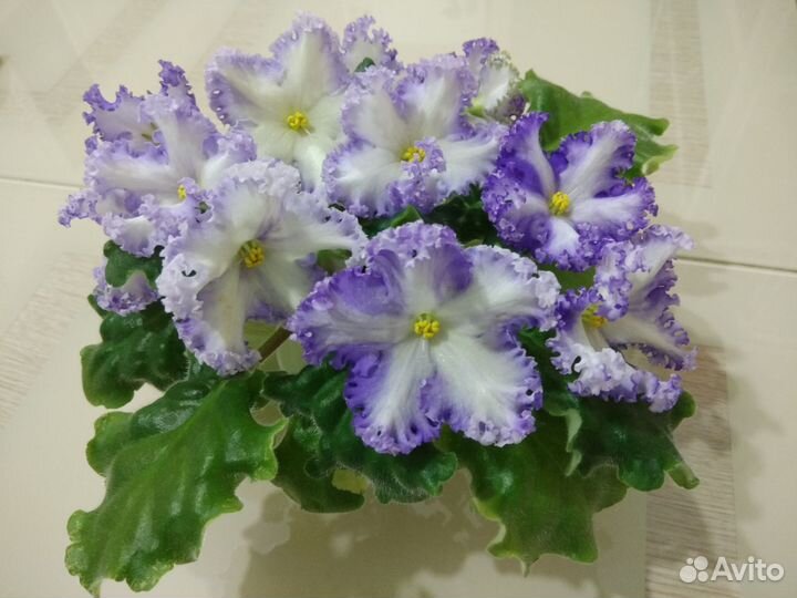 Фиалки узамбарские