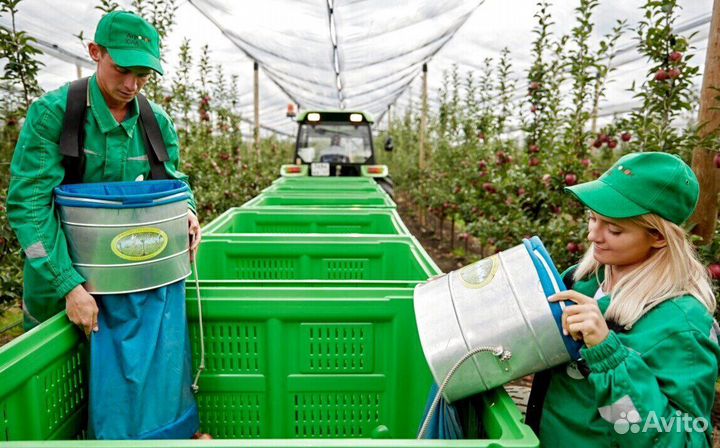 Рабочий по сборке яблок. Вахта