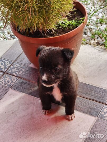 Радость в дом