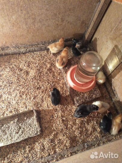 Продаём цыплят разных пород