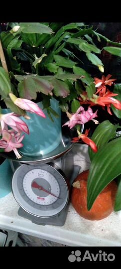 Комнатные растения цветы обновление 12 апреля