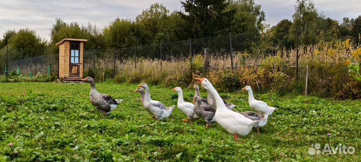 Гуси родители