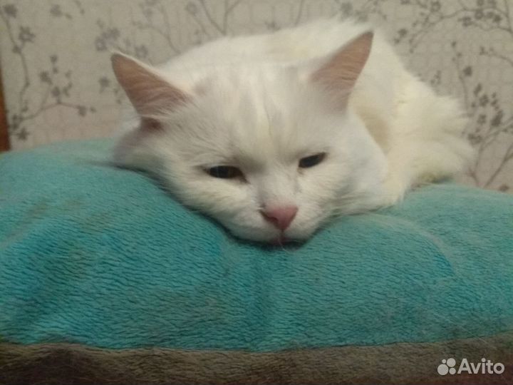 Обычные кошки