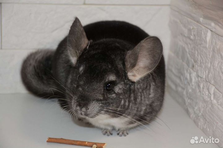 Шиншилла самка нчж