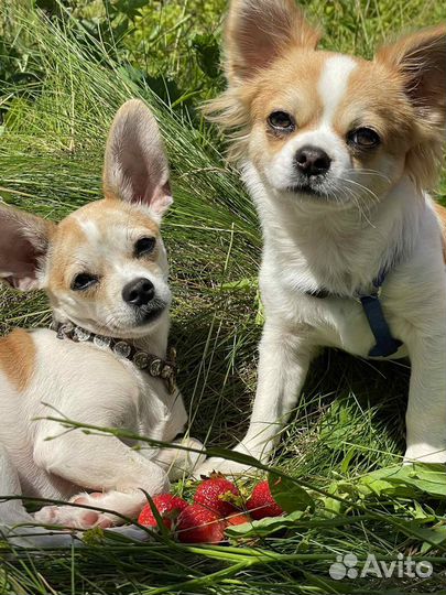 Щенки чихуахуа