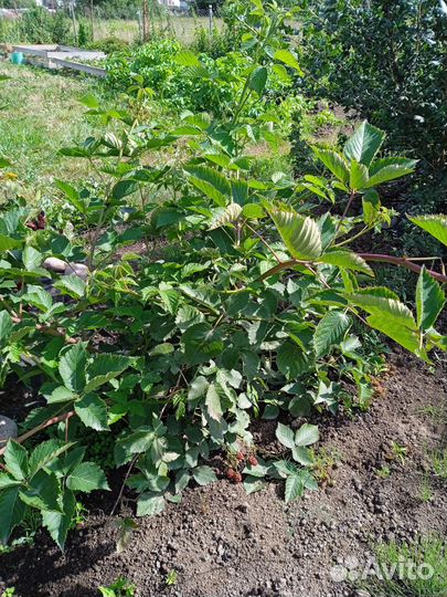 Саженцы ежевики Крупноплодной