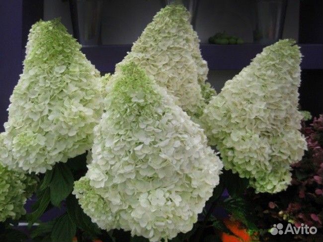 Гортензия метельчатая Полярный медведь