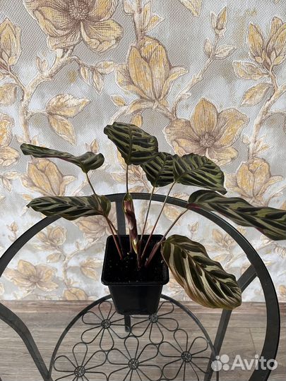 Калатея Макоя