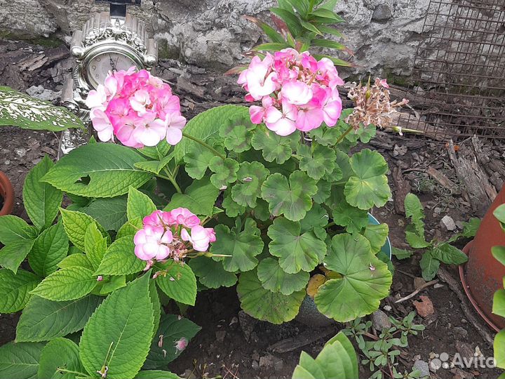 Пеларгония