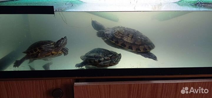 Террариум для черепахи