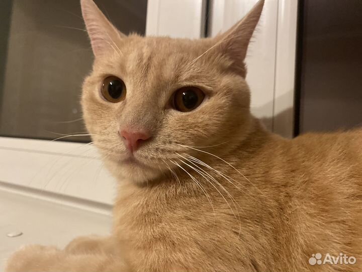 Отдам кота в добрые руки
