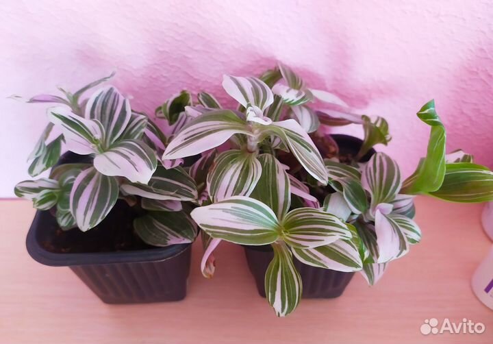 Традесканция