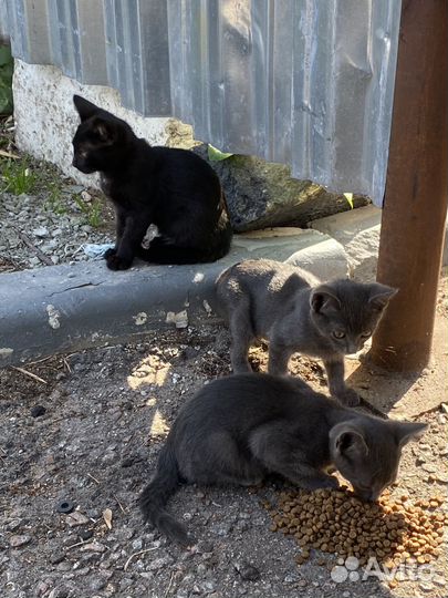 Котята в добрые руки