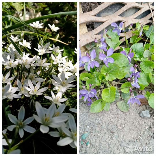 Продаю цветы для сада