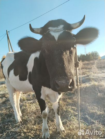 Корова дойная