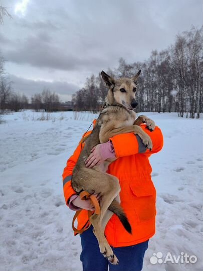 Чук из приюта ищет дом