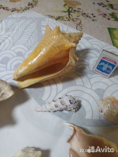 Морские ракушки раковины