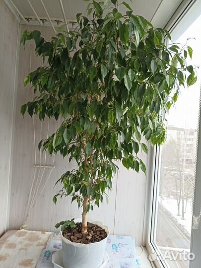 Фикус бенджамина большой