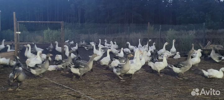 Гуси на мясо молодняк