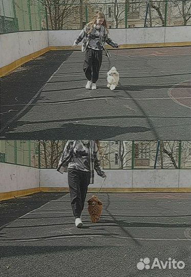 Услуги кинолога