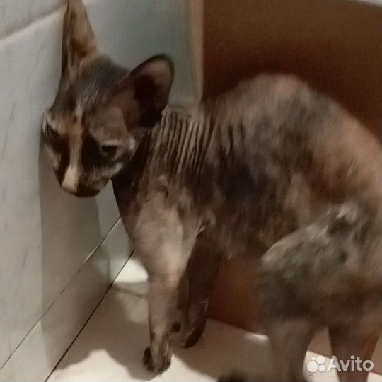 Сфинкс в добрые руки