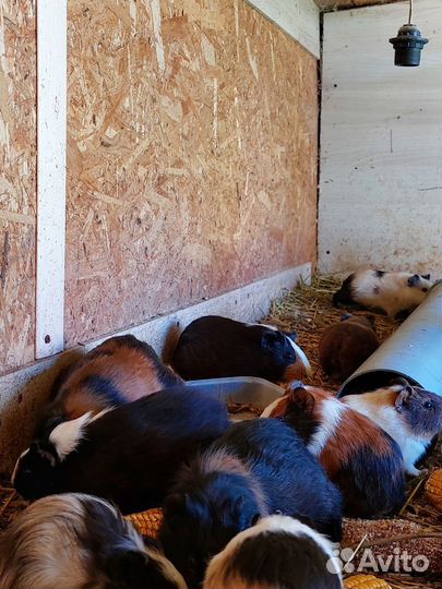 Морская свинка