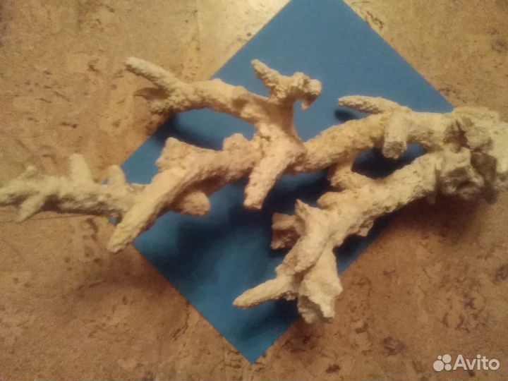 Кораллы от 700