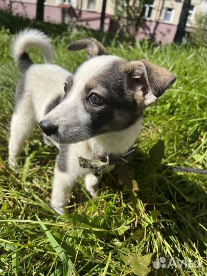 Собака в добрые руки девочка щенок