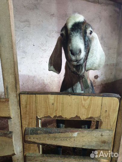 Случка Нубийский козел 100