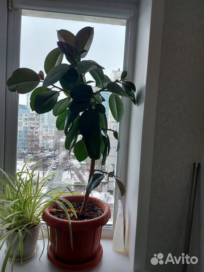 Фикус Робуста