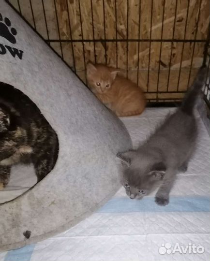 Котята ищут дом