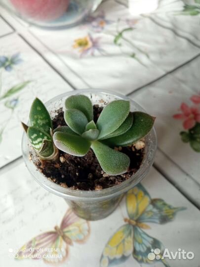 Алоэ тигровое (пёстрое)