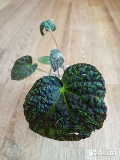 Бегония королевская