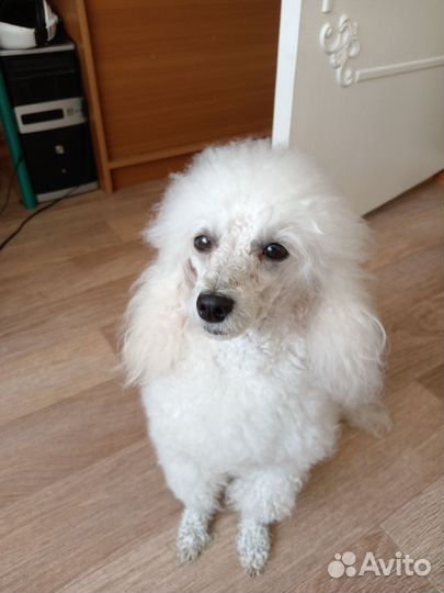 Щенки той пуделя