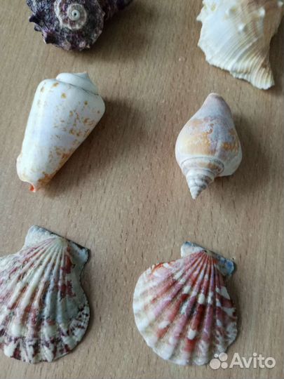 Ракушка морская