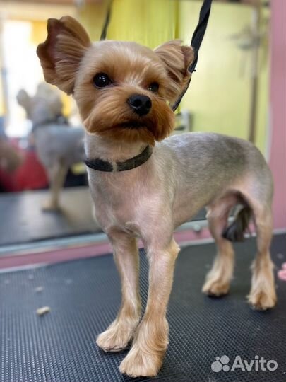 Груминг собак