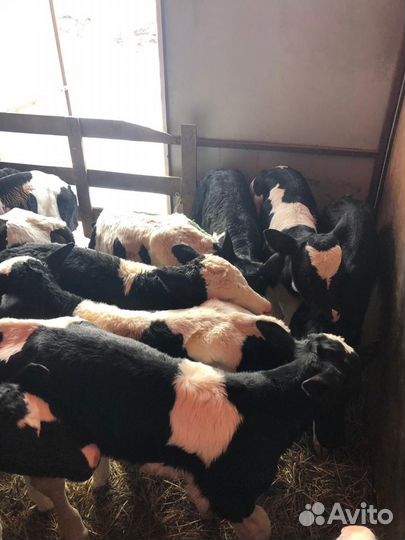 Бычки телята