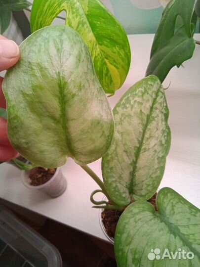 Сциндапсус Silver splash