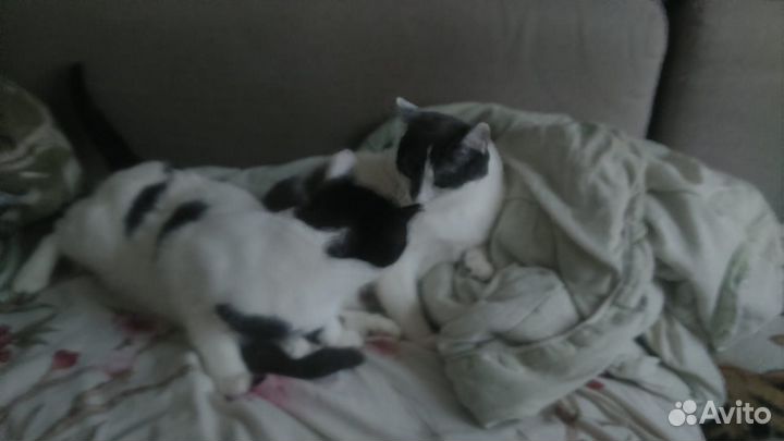 Кошки в добрые руки бесплатно