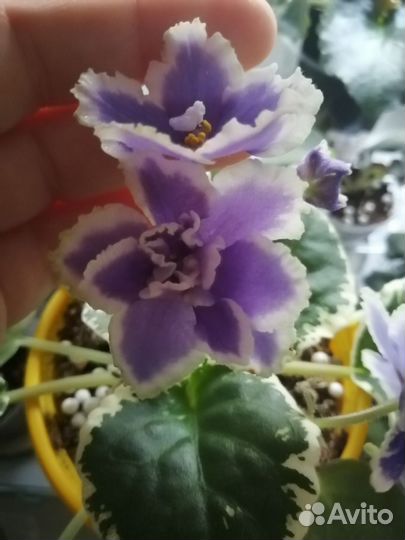 Черенки фиалок